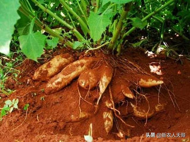 高山菜做法家常做法大全(图20)