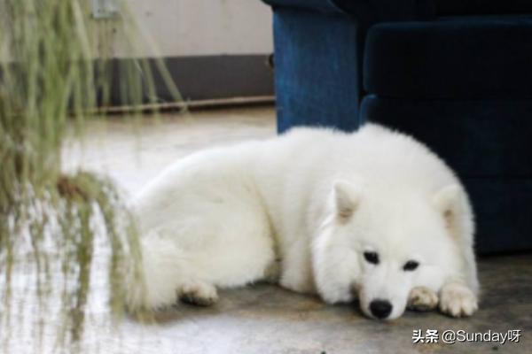 为什么说萨摩耶好养,第3张