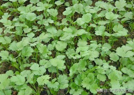 小型蔬菜种植基地，小型蔬菜种植基地视频云南农村