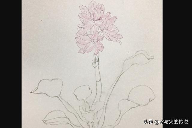 植物花卉线描大全? 植物花卉线描大全图片!