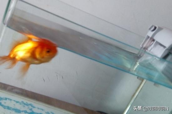 如何自己更换鱼缸抽水泵的过滤网,第1张