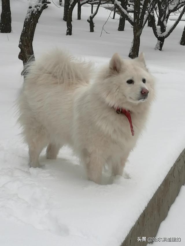 哈尔滨下雪必去的景点