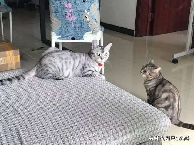 猫咪不喜欢主人的5个表现-猫咪不喜欢主人的5个表现是什么