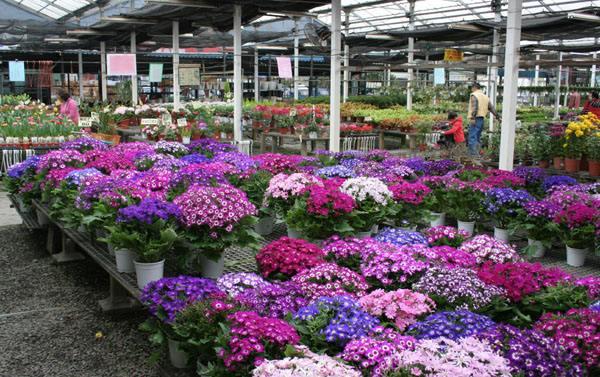 花卉批发基地 种植什么,花卉批发基地 种植什么好