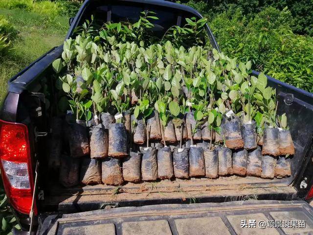 钦州花卉小镇电话?钦州花卉小镇电话号码!