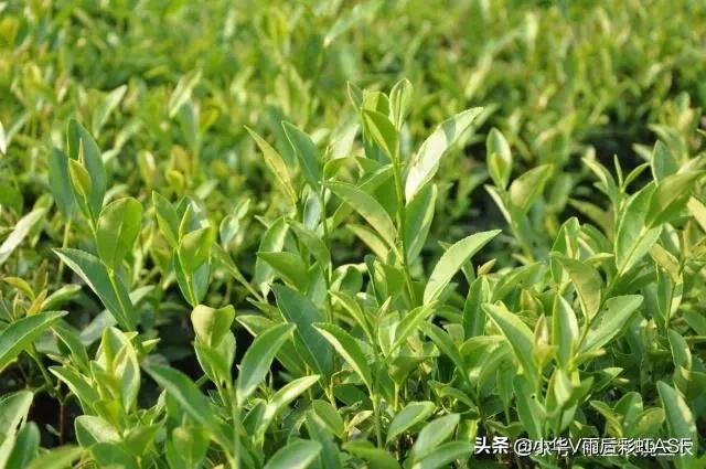 种植信息管理，种植信息管理系统有什么功能