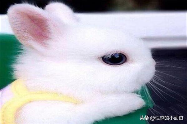 刚出生小兔子被母亲抛弃怎么办,第1张