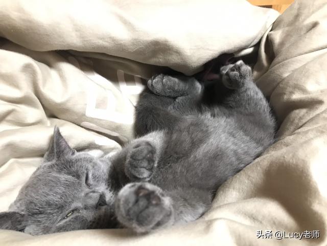 猫咪信任主人的表现都有哪些,第1张