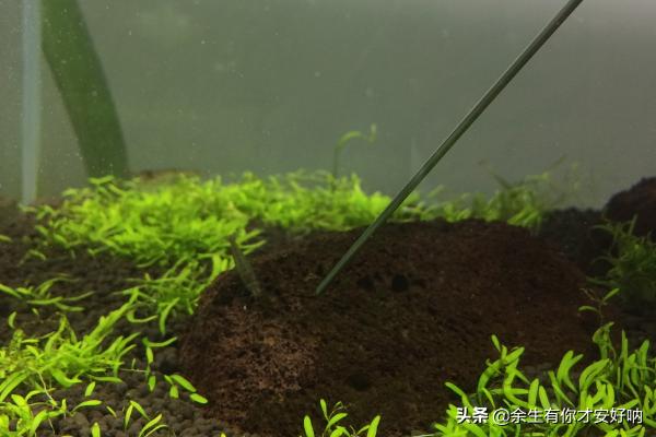 孢子的功效与作用和主治 孢子2-第4张图片-随然AIR主题