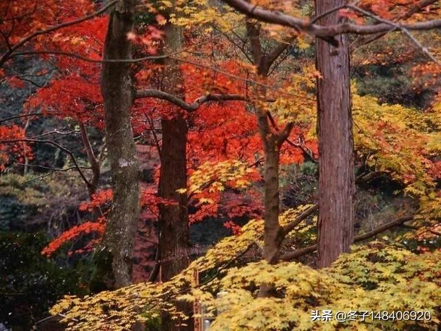 曲周附近旅游景点，曲周附近旅游景点有哪些