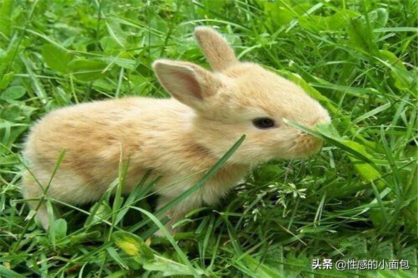 刚出生小兔子被母亲抛弃怎么办,第5张