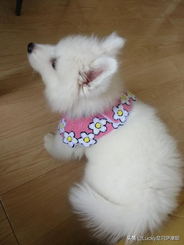 刚生出来的狗宝宝可不可以立即抱走,第4张