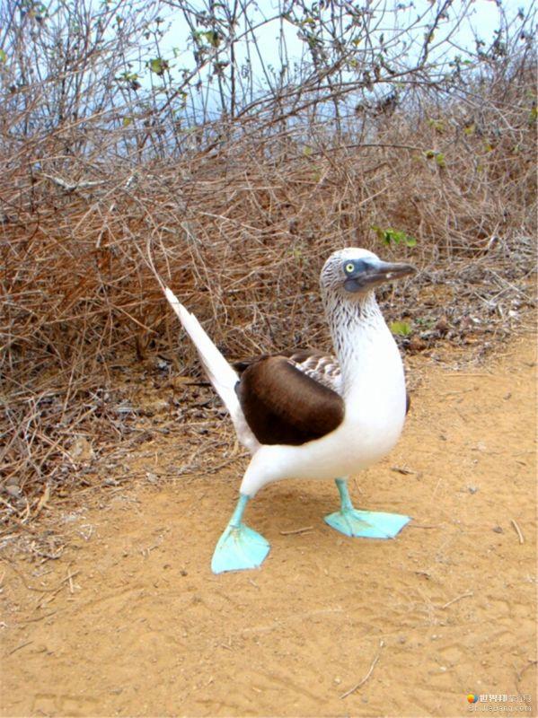 藍腳鰹鳥?藍腳鰹鳥的讀音!