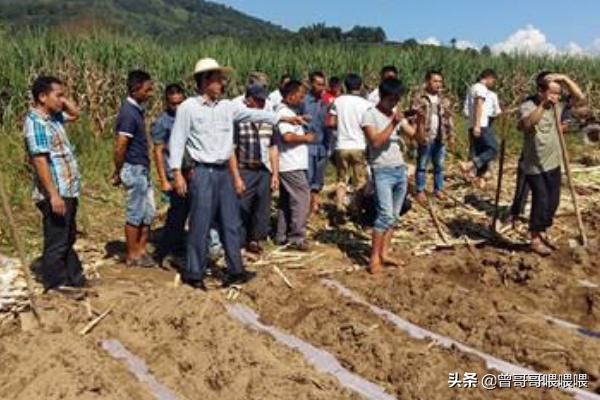 甘蔗怎么种植方法，甘蔗怎么种植方法步骤