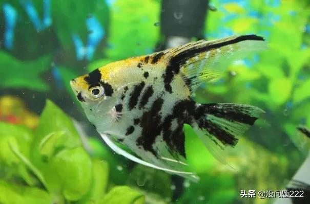 神仙鱼和燕子鱼的区别,第1张