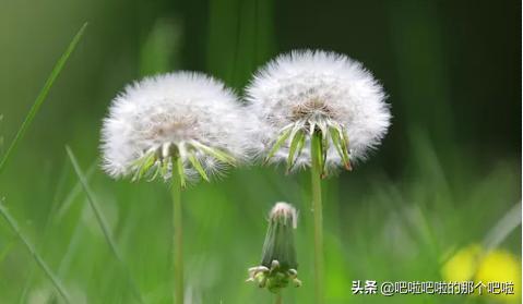 植物种子的传播方式有哪些?植物种子的传播方式有哪些二年级!