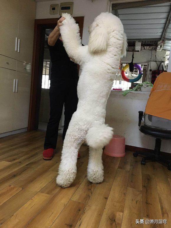 我想养大型犬了，谁能告诉我哪种大型犬适合室内养，而且没有体味,第1张