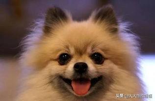 小型家养狗排名是怎样的