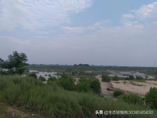 高州今日出栏猪价-高州今日出栏猪价格表