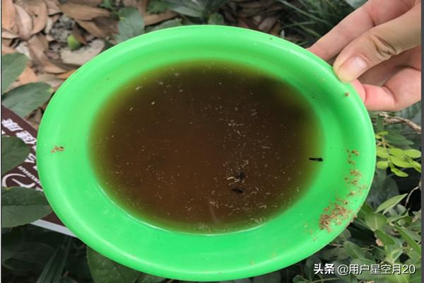 悬挂式捕蝇笼放置技巧,第5张