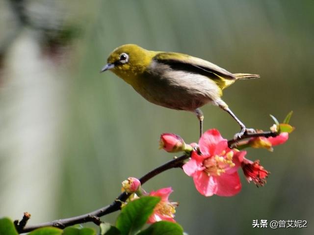 形容风景优美的成语（形容风景优美的成语夏天）