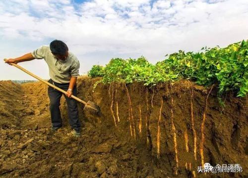 种植生地需要什么样的土壤环境？