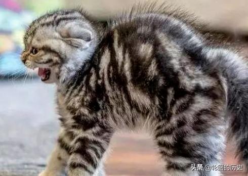 猫生气的叫声是什么,第4张