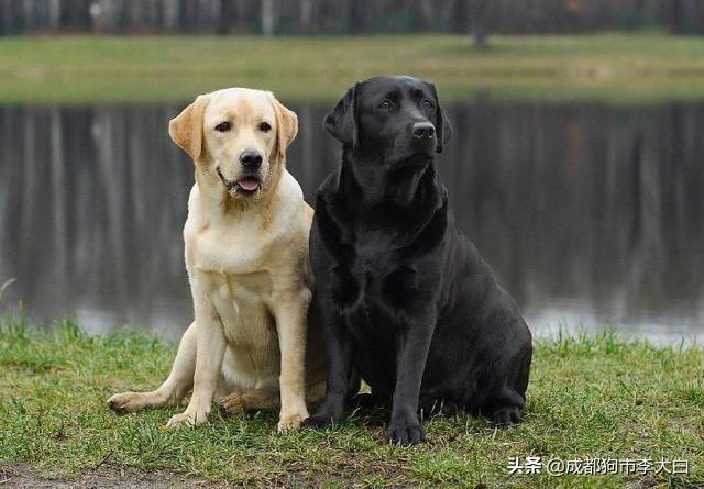 如何让家中的两只拉布拉多犬和平相处