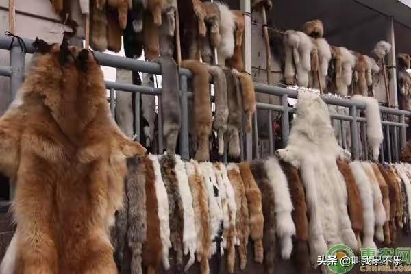 银蓝狐饲料每只能吃多少钱-