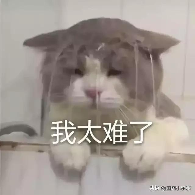 我家三个月大的金毛为什么老是咬人。而且咬的还很疼,第1张