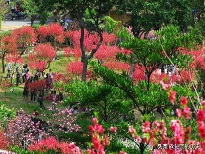 广州市有什么赏花