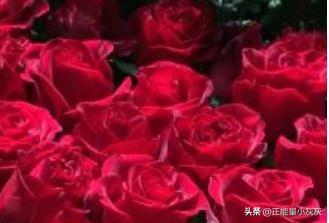十一朵玫瑰的花语（十一朵玫瑰花的寓意是什么）
