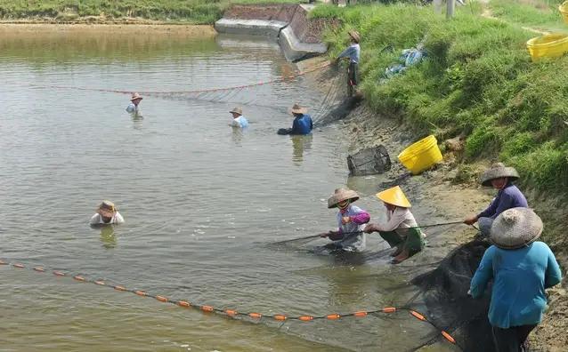 水产养殖的风险分析和成本控制-水产养殖的风险在哪里