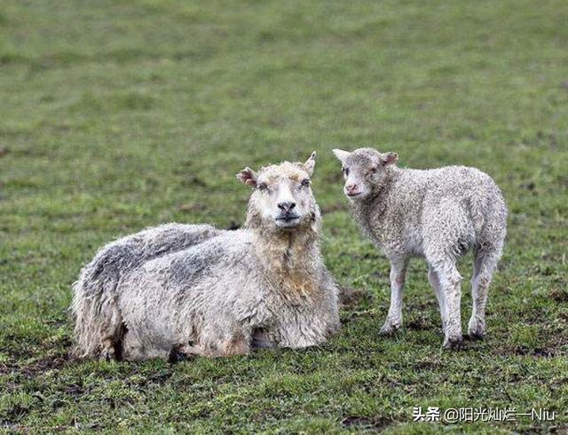成年母羊不发情什么原因,第7张