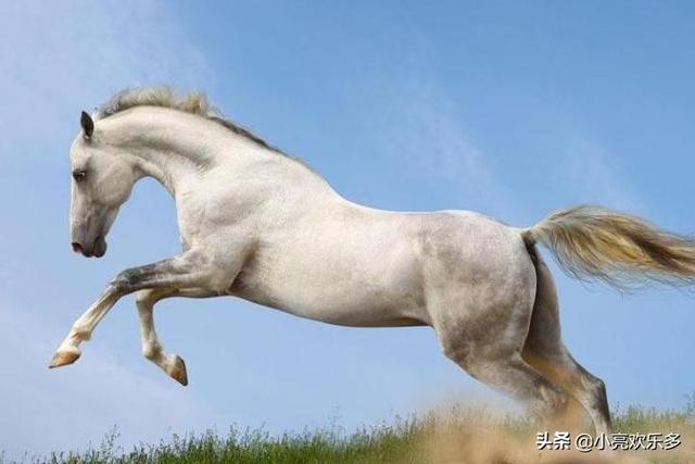 古代最珍贵稀有的好马匹有哪些