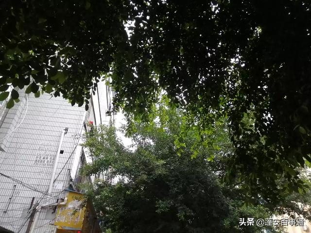 绿花养护合同怎么写,绿花养护合同怎么写范本