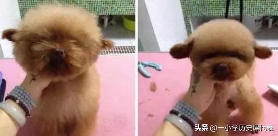 泰迪熊贵宾犬?泰迪熊贵宾犬的图片!