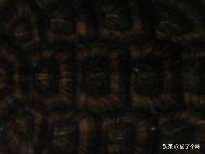 佛鳄龟怎么养才爆刺,第6张