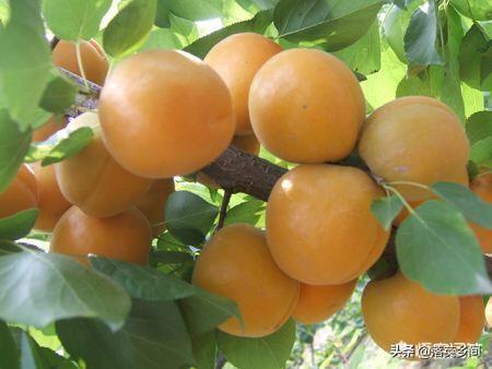 伊犁果园种植情况介绍图片,伊犁果园种植情况介绍图片大全