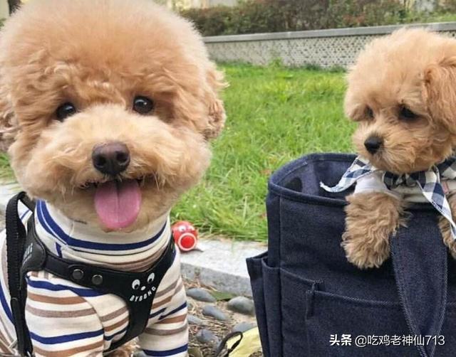 泰迪是小型犬-柴犬拉拉乐玩具里面装的白色泡沫是什么东西