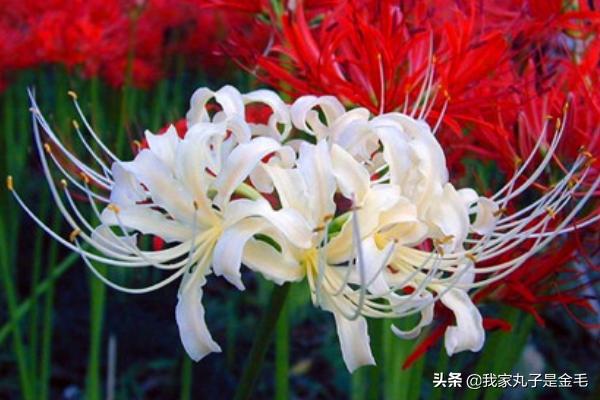 彼岸花象征着什么意义（彼岸花象征着什么意义呢）