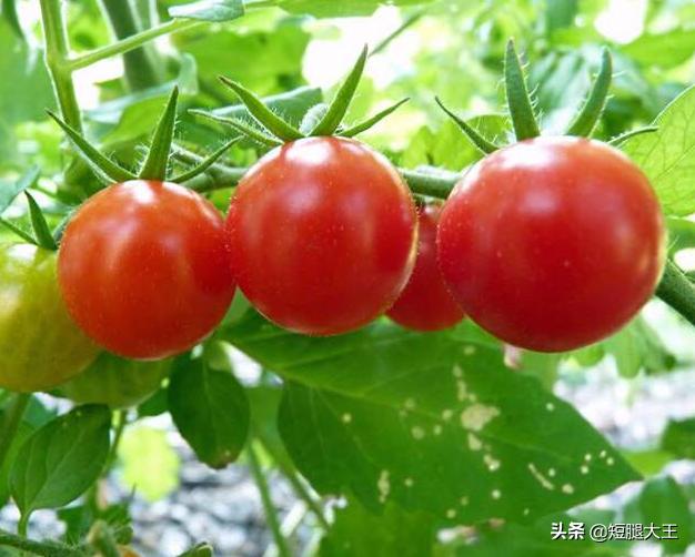 西红柿阳台种植盆,西红柿阳台种植盆景图片