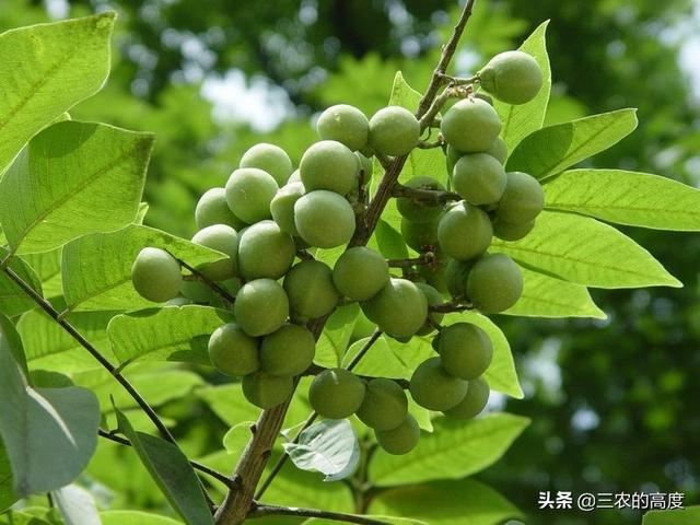 驱虫花草树木 种植时间,驱虫花草树木 种植时间表