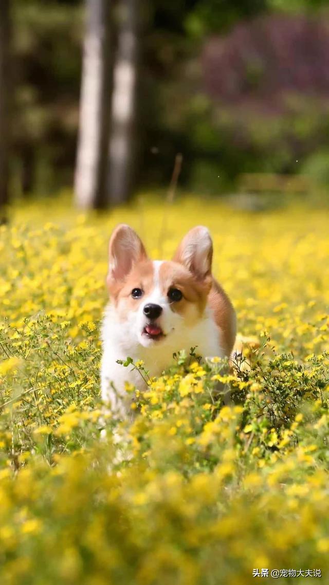 细小和犬瘟试纸是一样的吗,第1张