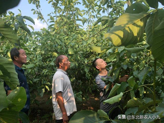 山地果园智能化种植,山地果园智能化种植方案