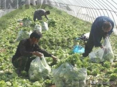 菜苗种植方法，菜苗种植方法教程