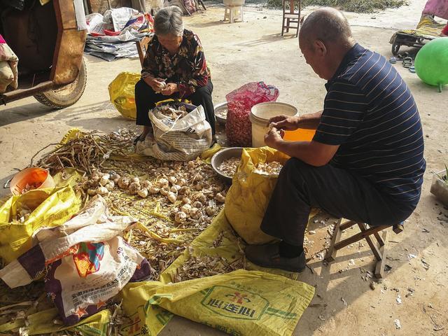 花卉种子播种步骤,花卉种子播种步骤