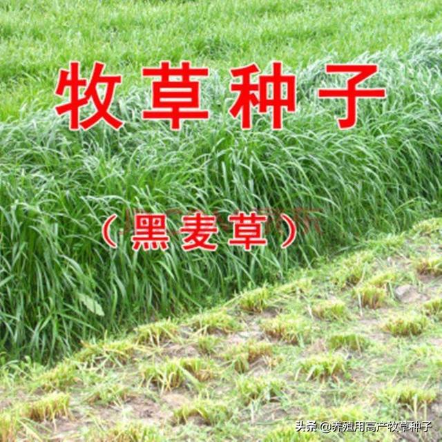 适合养羊的牧草?适合养羊的牧草品种!