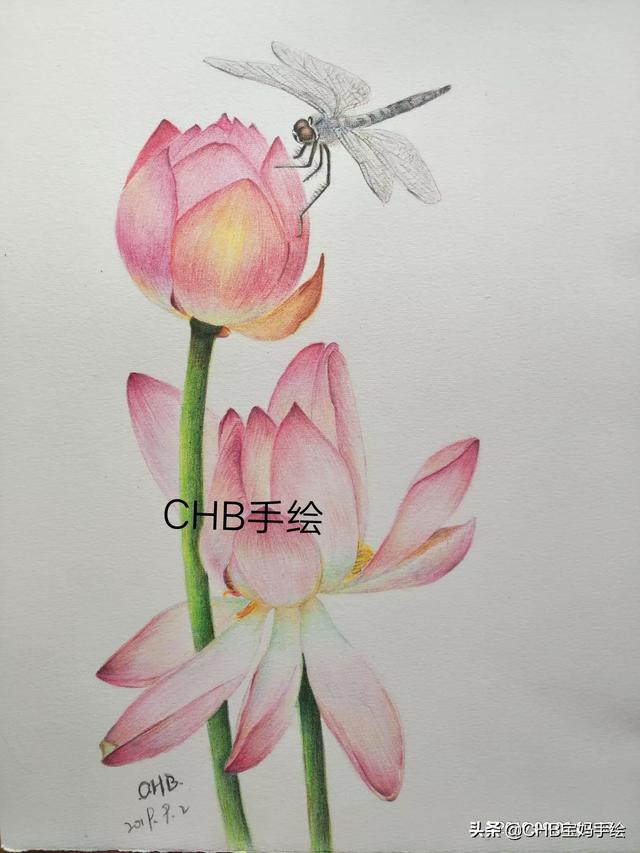 彩铅花卉作品?彩铅花卉作品图片大全!