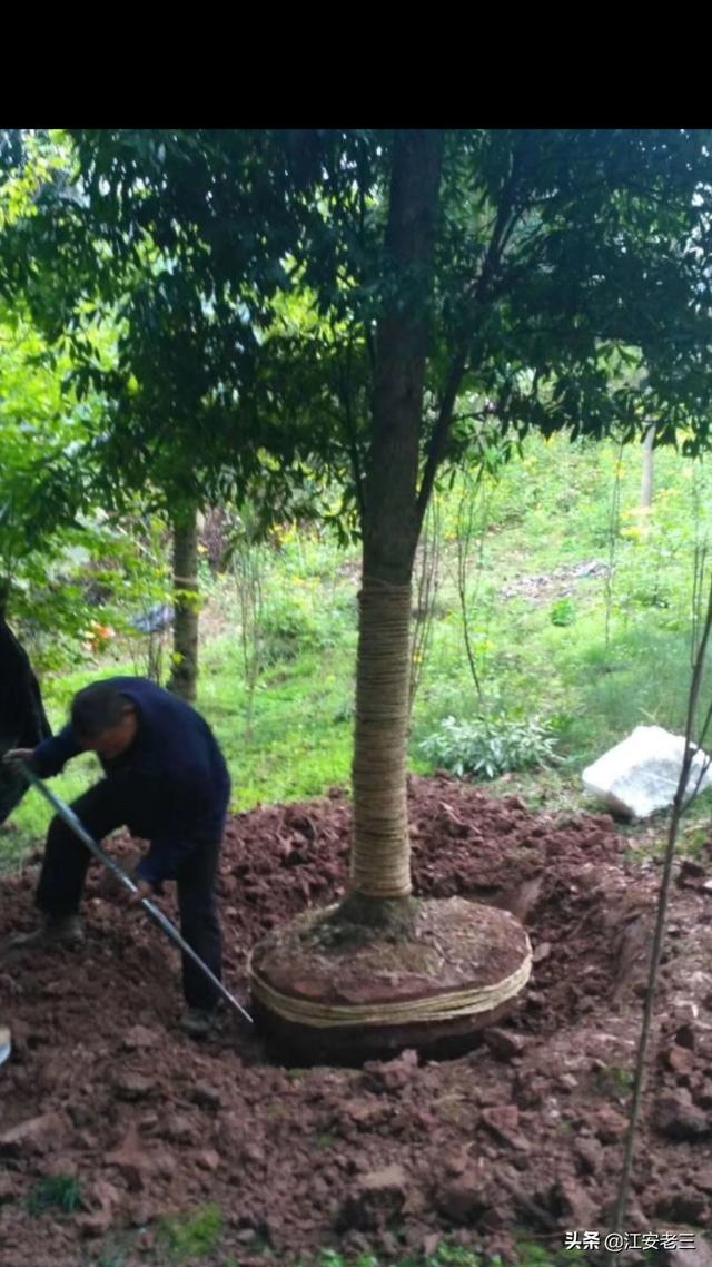 怎样铺装地面对树木影响小